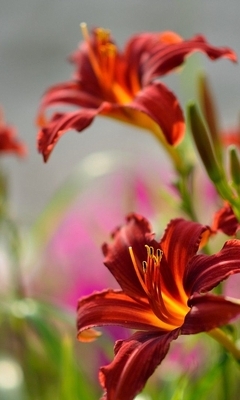 Картинка: Лилия, цветы, куст, растение, красные