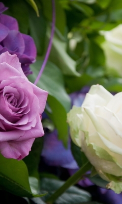 Image: Roses, bouquet, delicate
