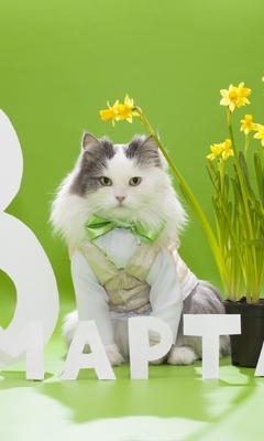 Картинка: Праздник, поздравление, 8 марта, весна, кот, пушистый, бантик, букет, цветы, жёлтые нарциссы, зелёный фон