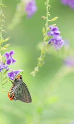 Image: Butterfly, moth, wings, lavender, blur