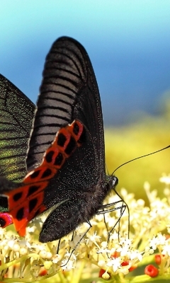 Картинка: Бабочка, махаон парусник, крылья, цветы, нектар