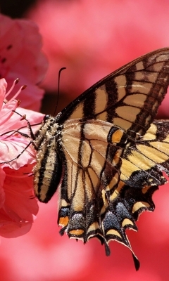 Image: Butterfly, pink flower, light