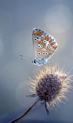 Image: Butterfly, plant, blue head, flares