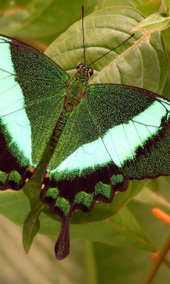 Картинка: бабочка, зелёная бабочка, природа, листья, дерево