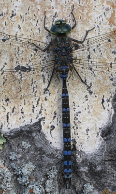 Картинка: Стрекоза, голубая, крылья, сидит, кора