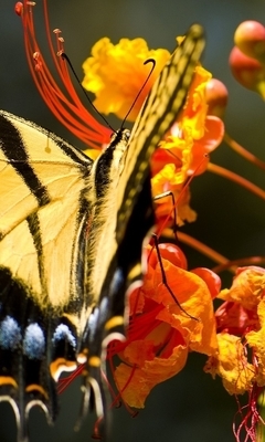 Image: butterfly, striped butterfly, flowers, orange flowers