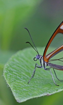 Картинка: Бабочка, крылья, лист, зелёный
