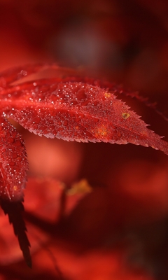 Картинка: Листья, красные, бордовые, осень