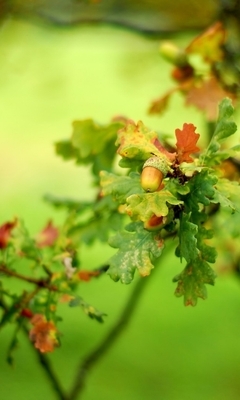 Image: Acorn, branch, oak, leaves, green, autumn