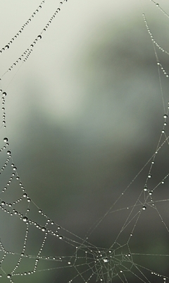 Image: Web, drops, vague plan