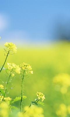 Картинка: Полевые цветы, растение, трава, размытость, поле