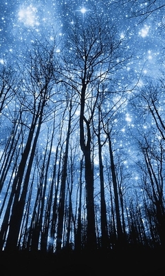 Картинка: Деревья, ствол, ветки, небо, сияние, мерцание, звёзды