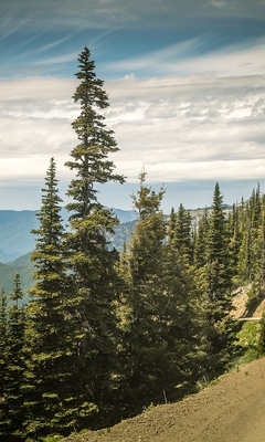Image: Road, landscape, mountains, forest, trees, needles, sky, horizon