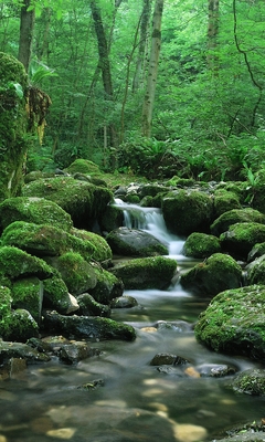 Картинка: Лес, ручей, водопад, деревья, папоротник, мох, камни, зелень, вода