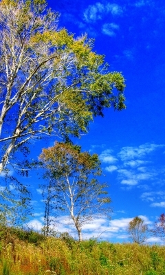 Картинка: Деревья, небо, облака, трава, поле, лес