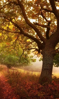 Картинка: Лес, деревья, природа, осень, листья, дорожка, туман