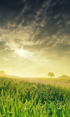 Картинка: Пейзаж, поле, трава, солнце, закат, небо, облака