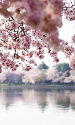 Картинка: Река, вода, яблоня, цветение, цветы, ветки, отражение, деревья, весна