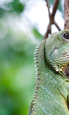 Image: Iguana, green, crawling, tree, branch