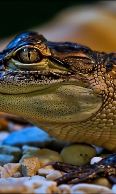Картинка: Крокодильчик, чешуя, камни, галька