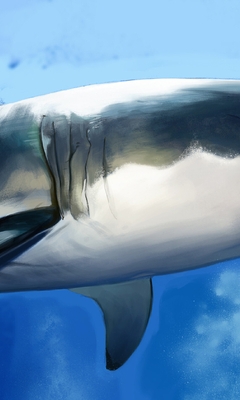 Image: Dark shark, fish, predator, belly, fins, teeth