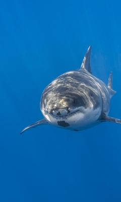 Image: Shark, glare, ocean, swims, fish, predator