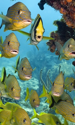 Картинка: Рыбки, камни, кораллы, море, вода