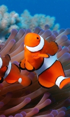 Картинка: Рыбки, две, кораллы, вода, морское дно, актиния, риф