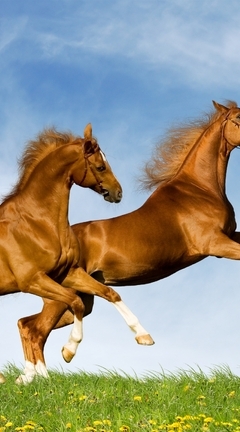 Картинка: Лошади, кони, пара, грива, блеск, копыта, трава, одуванчики, зелёная, небо, облака, скачут, лето