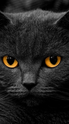 Картинка: Кот, черный, глаза, взгляд, усы, шерсть, морда