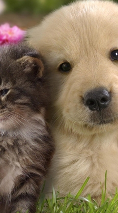 Image: Puppy, kitten, next, together, friendship, fluffy, grass, flowers