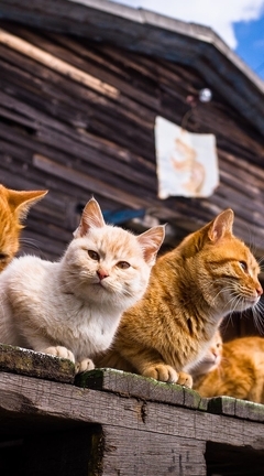 Image: cats, family, friendship