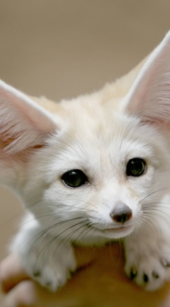 Image: Fenech, Fox, animal, fluffy, fur, eyes, black, big ears