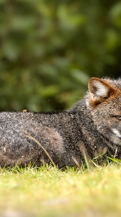 Картинка: Дарвиновская, лисица, Fox, серая, морда, взгляд, трава