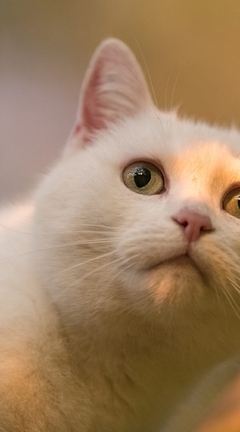 Image: White, cat, muzzle, eyes, look, leaf
