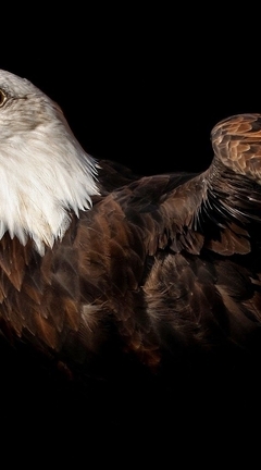 Картинка: Орлан, хищник, голова, клюв, глаз, перья, чёрный фон