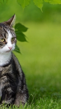 Картинка: Кошка, кот, шерсть, сидит, взгляд, листья, трава, природа, лето