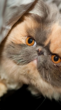 Image: Cat, eyes, Persian, purebred, snout, fluffy, lies