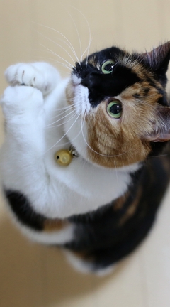 Image: Cat, mooch, green eyes, whiskers, paws