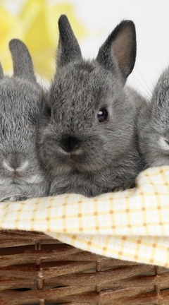 Image: Rabbits, fluffy, grey, three, basket