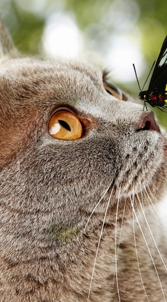 Image: Cat, muzzle, nose, butterfly, wings, sitting