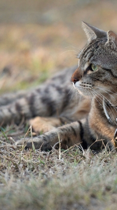 Image: Cat, lying, grass, looking, collar