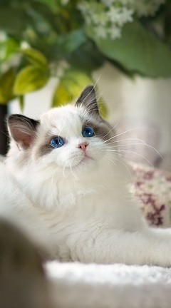 Картинка: Голубоглазый, кот, кошка, белый, лежит