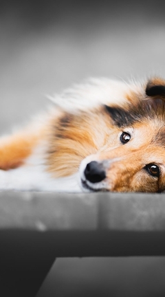 Image: Dog, lies, breed, muzzle, bench
