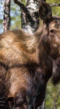 Image: Elk, moose, female, forest, trees