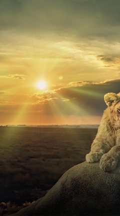 Image: Lion, stone, lies, Savannah, shadow, sun, sunset