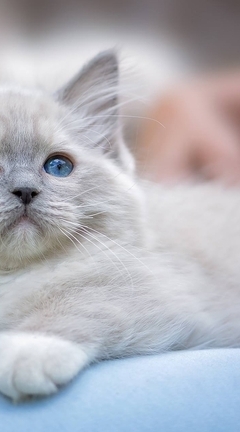 Image: Kitten, blue-eyed, lies, little