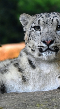 Image: Snow leopard, cat, muzzle, wild, predator, spots, lies, stone