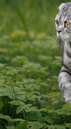 Картинка: Кот, кошка, морда, полоски, Шотландская вислоухая, породистая, листья, зелень, трава