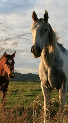Картинка: Лошади, пара, поле, трава, небо